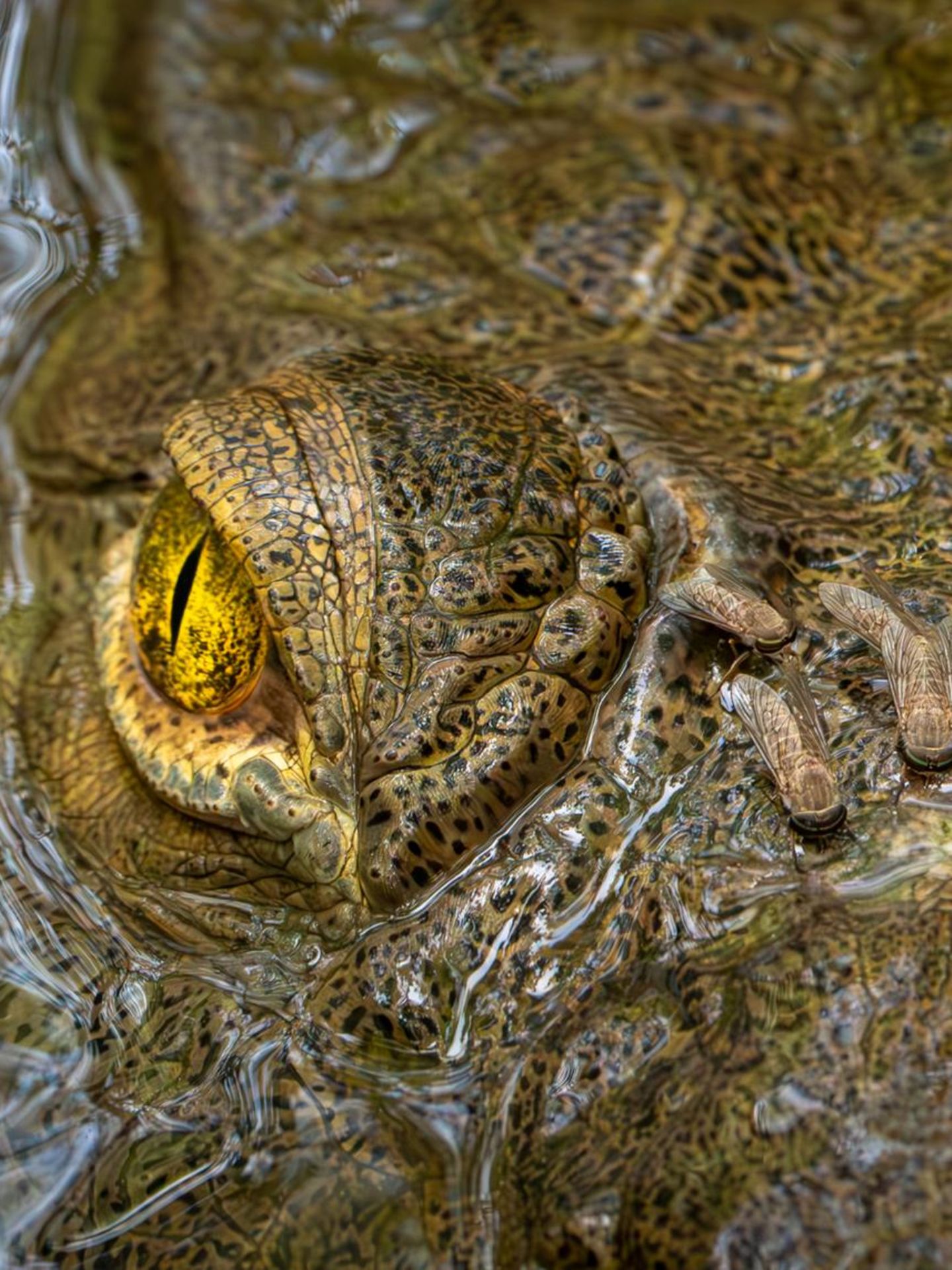 Direkten Blickkontakt mit dem Fotografen pflegt dieses Spitzkrokodil, während es stoisch die Stechfliegen auf seinem Kopf zu ertragen scheint. Eine gesunde Portion Selbstvertrauen brauchte der Fotograf und Biologe Zeke Rowe nicht nur bei der Aufnahme des Fotos, sondern auch, um seine Werke bei Wettbewerben einzureichen. Lange habe ihm dazu der Mut gefehlt, verrät der Gesamtsieger des Fotowettbewerbs "Capturing Ecology 2025".  Gesamtsieger "Capturing Ecology 2025": Zeke Rowe, "Wouldn’t Hurt a Fly"