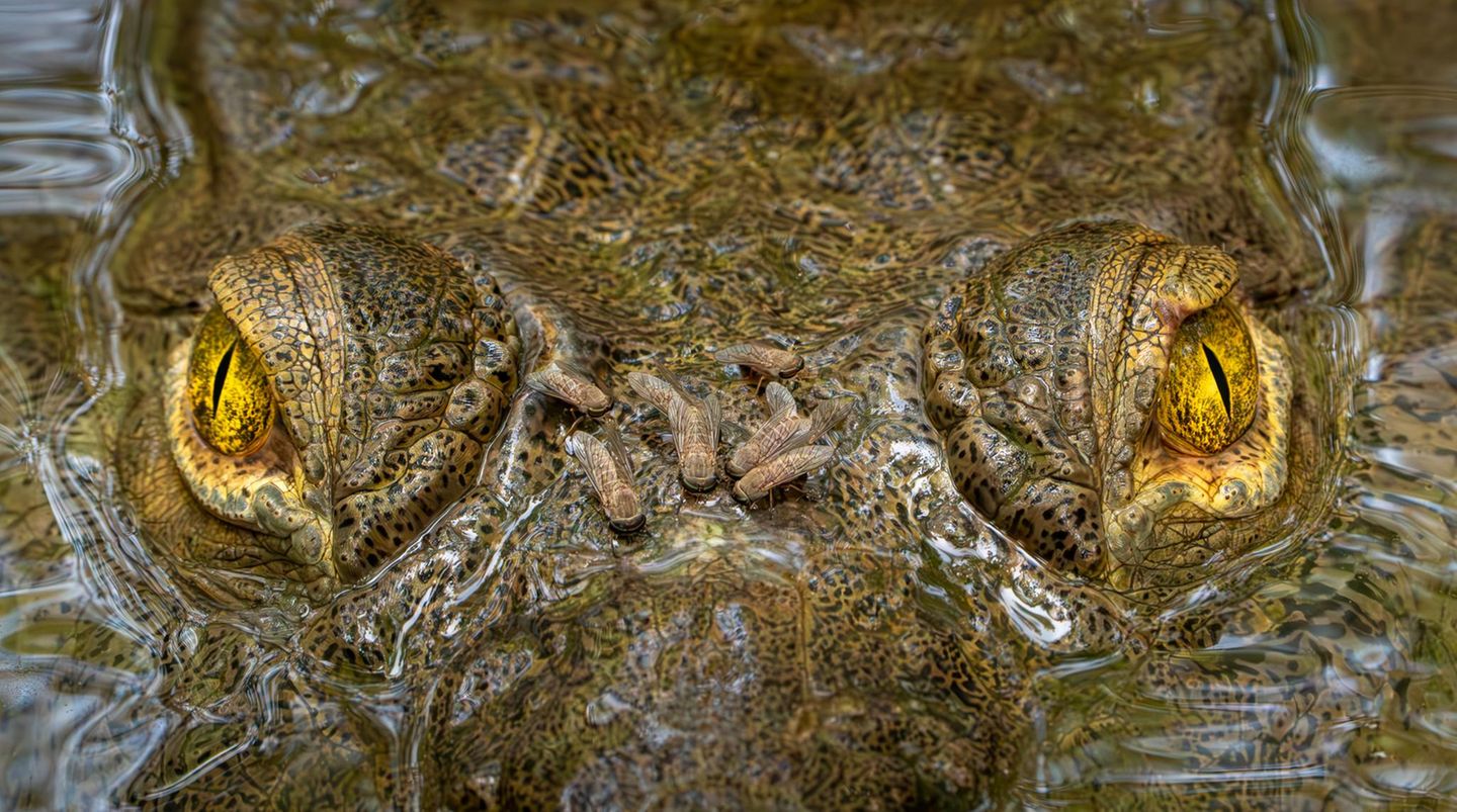 Direkten Blickkontakt mit dem Fotografen pflegt dieses Spitzkrokodil, während es stoisch die Stechfliegen auf seinem Kopf zu ertragen scheint. Eine gesunde Portion Selbstvertrauen brauchte der Fotograf und Biologe Zeke Rowe nicht nur bei der Aufnahme des Fotos, sondern auch, um seine Werke bei Wettbewerben einzureichen. Lange habe ihm dazu der Mut gefehlt, verrät der Gesamtsieger des Fotowettbewerbs "Capturing Ecology 2025".  Gesamtsieger "Capturing Ecology 2025": Zeke Rowe, "Wouldn’t Hurt a Fly"