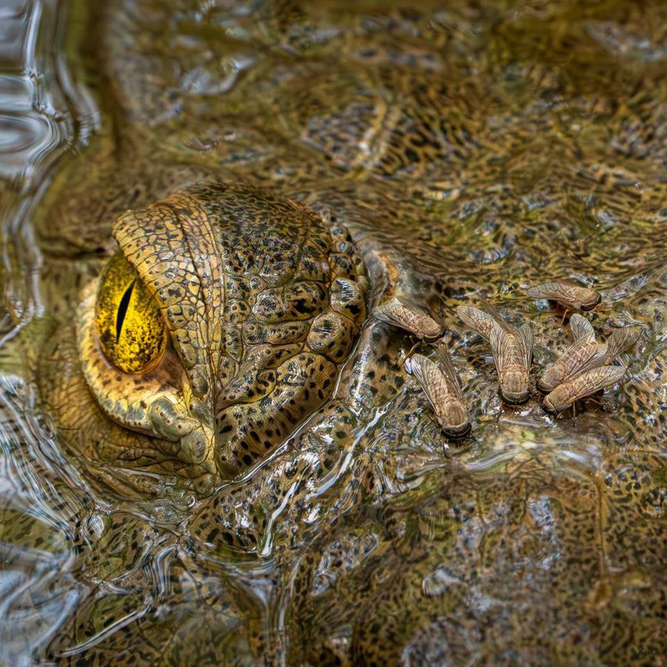 Direkten Blickkontakt mit dem Fotografen pflegt dieses Spitzkrokodil, während es stoisch die Stechfliegen auf seinem Kopf zu ertragen scheint. Eine gesunde Portion Selbstvertrauen brauchte der Fotograf und Biologe Zeke Rowe nicht nur bei der Aufnahme des Fotos, sondern auch, um seine Werke bei Wettbewerben einzureichen. Lange habe ihm dazu der Mut gefehlt, verrät der Gesamtsieger des Fotowettbewerbs "Capturing Ecology 2025".  Gesamtsieger "Capturing Ecology 2025": Zeke Rowe, "Wouldn’t Hurt a Fly"