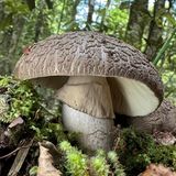 Smartphone-Fotografie ermögliche es jedem, flüchtige Naturmomente aufzunehmen und von faszinierenden Ökosystemen zu berichten, so die British Ecology Society. Die Kategorie "Mobile Ökologie" würdigt deshalb besonders gelungene Aufnahmen, wie die des in Neuseeland endemischen Pilzes Amanita nothofagi, der eine enge Symbiose mit den Wurzeln von Südbuchen, Manuka- oder Kanuka-Bäumen eingeht.  Sieger der Kategorie "Mobile Ökologie": Hui Syn Chan, "Amanita nothofagi"