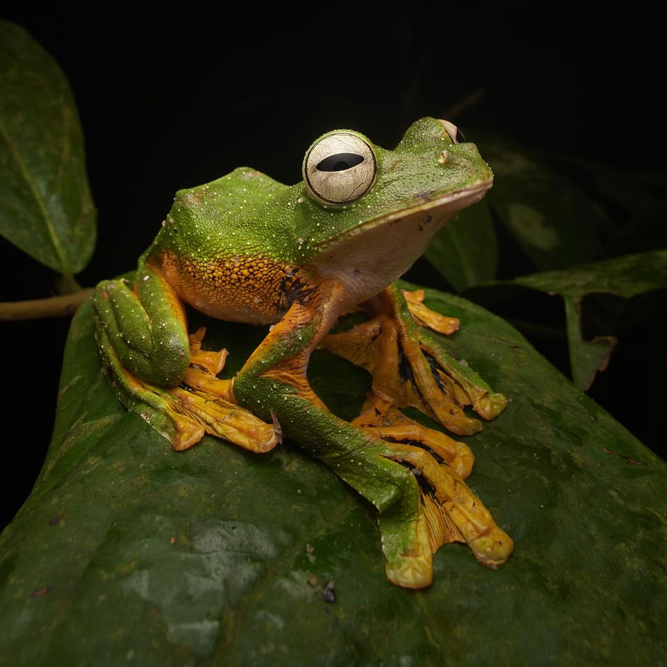In der Nähe der malaysischen Hauptstadt Kuala Lumpur fotografierte Jamal Kabir diesen Wallace-Flugfrosch, als mehrere Individuen aus dem Krondach des Regenwaldes herabstiegen, um sich in einer Regenpfütze fortzupflanzen. Die Tiere sind hervorragend an das Leben im Wald angepasst und nutzen ihre Schwimmhäute, um zwischen den Kronen der Bäume zu gleiten.  Sieger in der Kategorie "Tiere": Jamal Kabir, "Wallace’s Flying Frog"