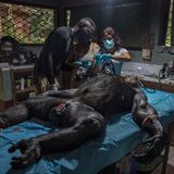 Ein Team von Technikern und Tierärztinnen untersucht einen Schimpansen, der sich nach seiner Rettung aus dem illegalen Tierhandel in einer langen Rehabilitationsphase im Sanaga-Young-Schutzgebiet in Kamerun befindet. Immer wieder haben die Fachleute von der Pan African Sanctuary Alliance mit den Folgen von Wilderei und Schmuggel zu tun.  Sieger der Kategorie "Ökologen in Aktion": Roberto García-Roa, "Ready for Everything"