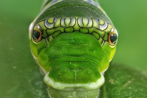 Die Raupe des Gemeinen Mormonenfalters (Papilio polytes) nutzt eine bemerkenswerte Schlangen-Mimikry, um Fressfeinde abzuschrecken. Sie imitiert einen Schlangenkopf, indem sie augenähnliche Zeichnungen und einen geschwollenen Brustabschnitt ausbildet.   Sieger der Kategorie "Wahl der Ökologen": Sritam Kumar Sethy, "The False Eye"