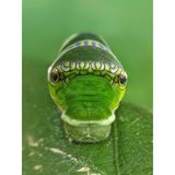 Die Raupe des Gemeinen Mormonenfalters (Papilio polytes) nutzt eine bemerkenswerte Schlangen-Mimikry, um Fressfeinde abzuschrecken. Sie imitiert einen Schlangenkopf, indem sie augenähnliche Zeichnungen und einen geschwollenen Brustabschnitt ausbildet.   Sieger der Kategorie "Wahl der Ökologen": Sritam Kumar Sethy, "The False Eye"