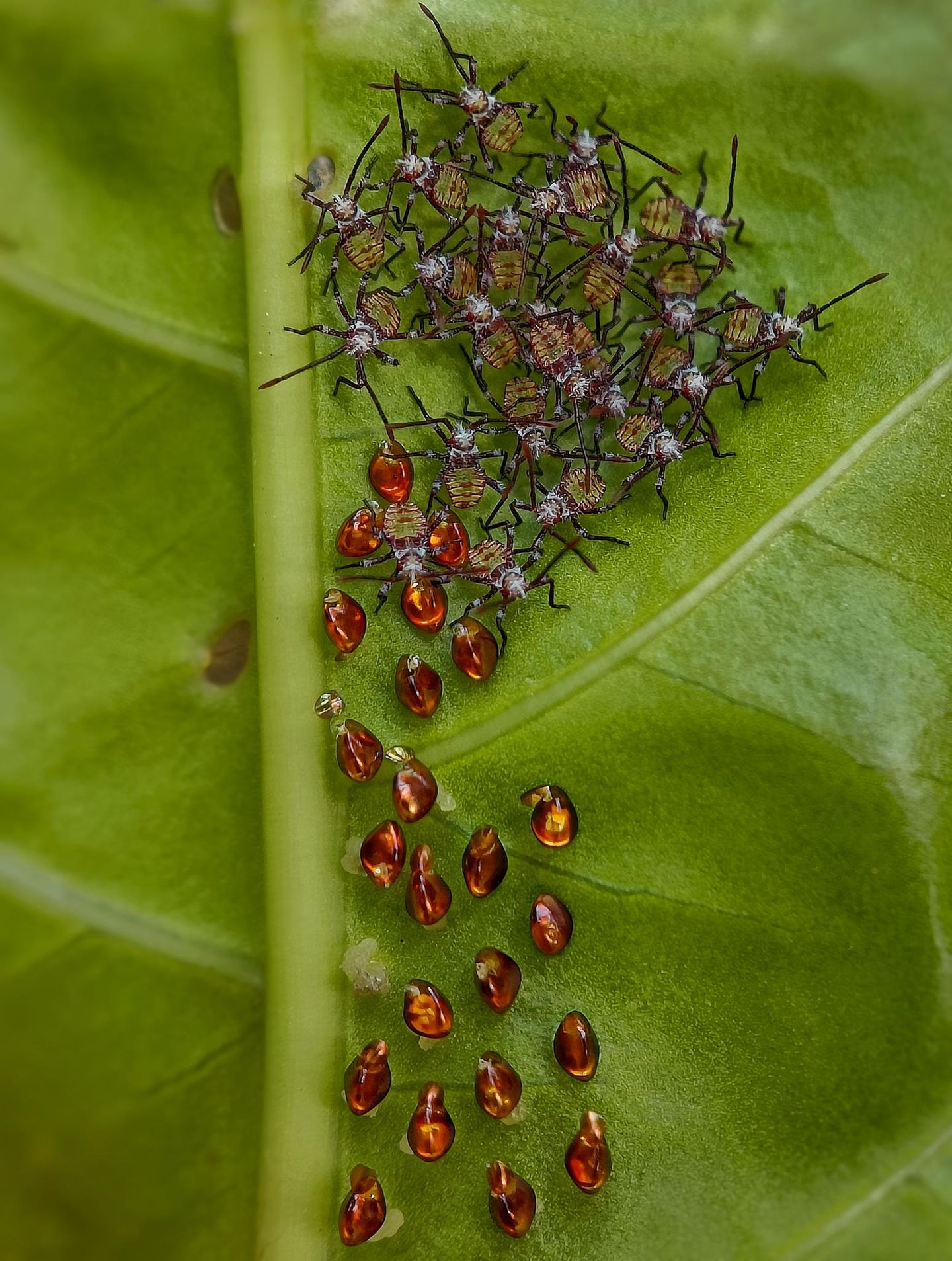 In einer besonders verletzlichen Entwicklungsphase befinden sich diese frisch geschlüpften Nymphen der Blattrandwanze (Acanthocoris scaber), die sich neben ihren bernsteinfarbenen Eihüllen versammeln. Eng beieinander liegend verringern sie das Risiko, gefressen zu werden.  Sieger der Kategorie "Nahaufnahme": Sritam Kumar Sethy, "Emerging Life"