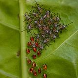 In einer besonders verletzlichen Entwicklungsphase befinden sich diese frisch geschlüpften Nymphen der Blattrandwanze (Acanthocoris scaber), die sich neben ihren bernsteinfarbenen Eihüllen versammeln. Eng beieinander liegend verringern sie das Risiko, gefressen zu werden.  Sieger der Kategorie "Nahaufnahme": Sritam Kumar Sethy, "Emerging Life"