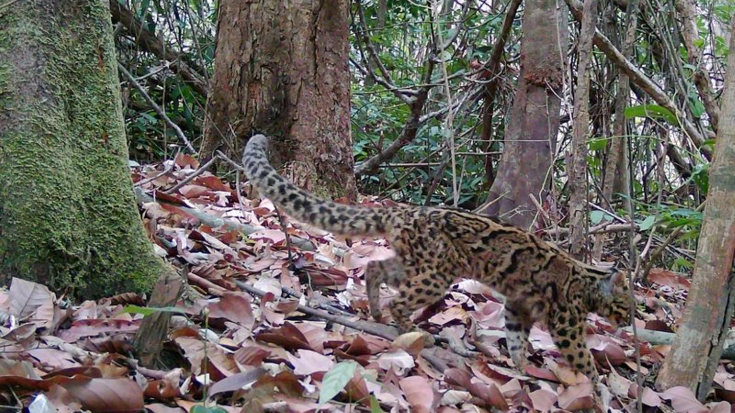 Marmorkatzen leben in Südostasien und gelten als gefährdet. Wegen ihrer versteckten, baumbewohnenden Lebensweise ist die Art kau