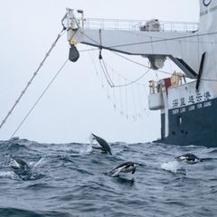 Wo viel Krill ist, da sind auch seine Jäger: Industrielle Krill-Trawler machen Zügelpinguinen (im Bild) und Bartenwalen zunehmend Konkurrenz. Und stellen mit ihren Fanggeschirren auch eine unmittelbare Gefahr für deren Leben dar