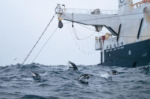 Wo viel Krill ist, da sind auch seine Jäger: Industrielle Krill-Trawler machen Zügelpinguinen (im Bild) und Bartenwalen zunehmend Konkurrenz. Und stellen mit ihren Fanggeschirren auch eine unmittelbare Gefahr für deren Leben dar