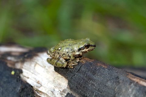 Je schneller, desto attraktiver: Frühlingsgefühle bei Fröschen: Paarungsrufe passen sich dem Wetter an