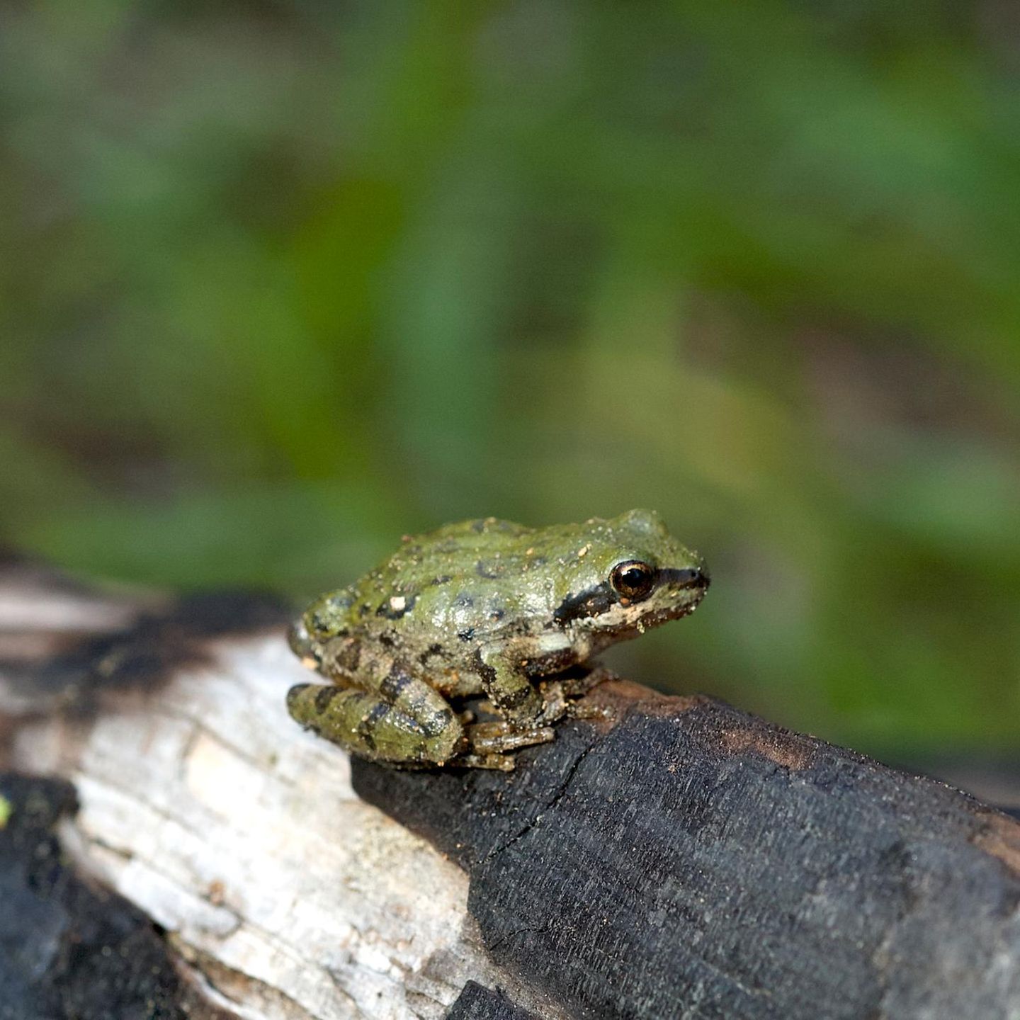 Je schneller, desto attraktiver: Frühlingsgefühle bei Fröschen: Paarungsrufe passen sich dem Wetter an