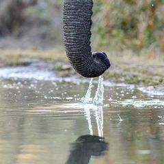 Ein Elefantenrüssel über einer Wasseroberfläche