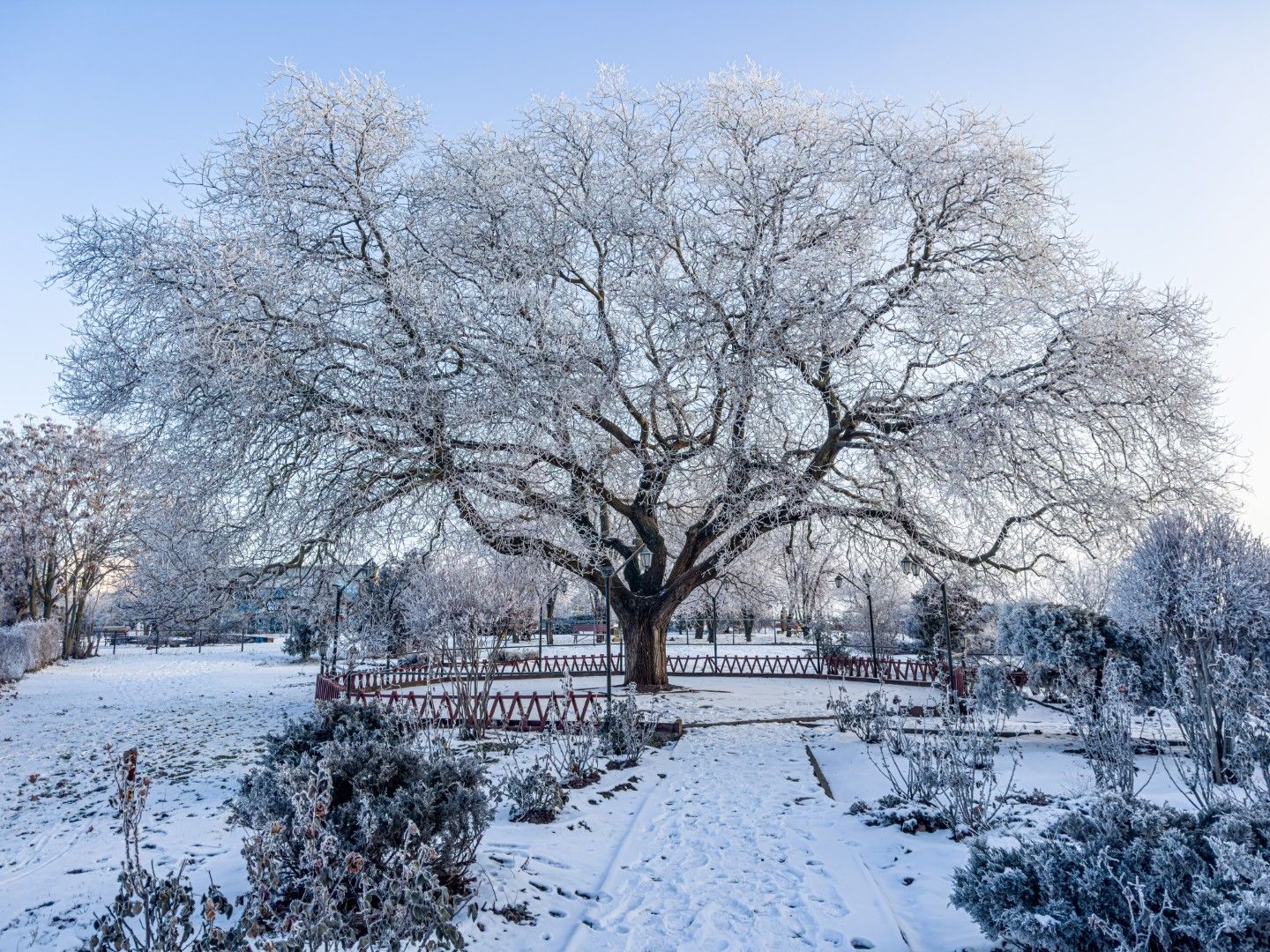 Ein eingeschneiter, blattloser Japanischer Schnurbaum in der ukrainischen Hafenstadt Tschornomorsk