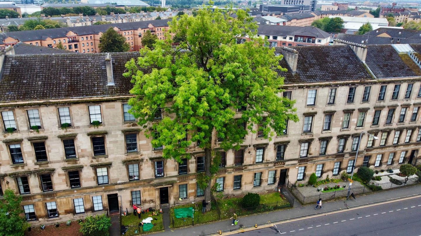 Eine Eiche überragt ein mehrstöckiges Wohnhaus in Glasgow