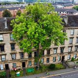 Eine Eiche überragt ein mehrstöckiges Wohnhaus in Glasgow