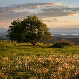Ein Apfelbaum an einer Wiese mit Pusteblumen