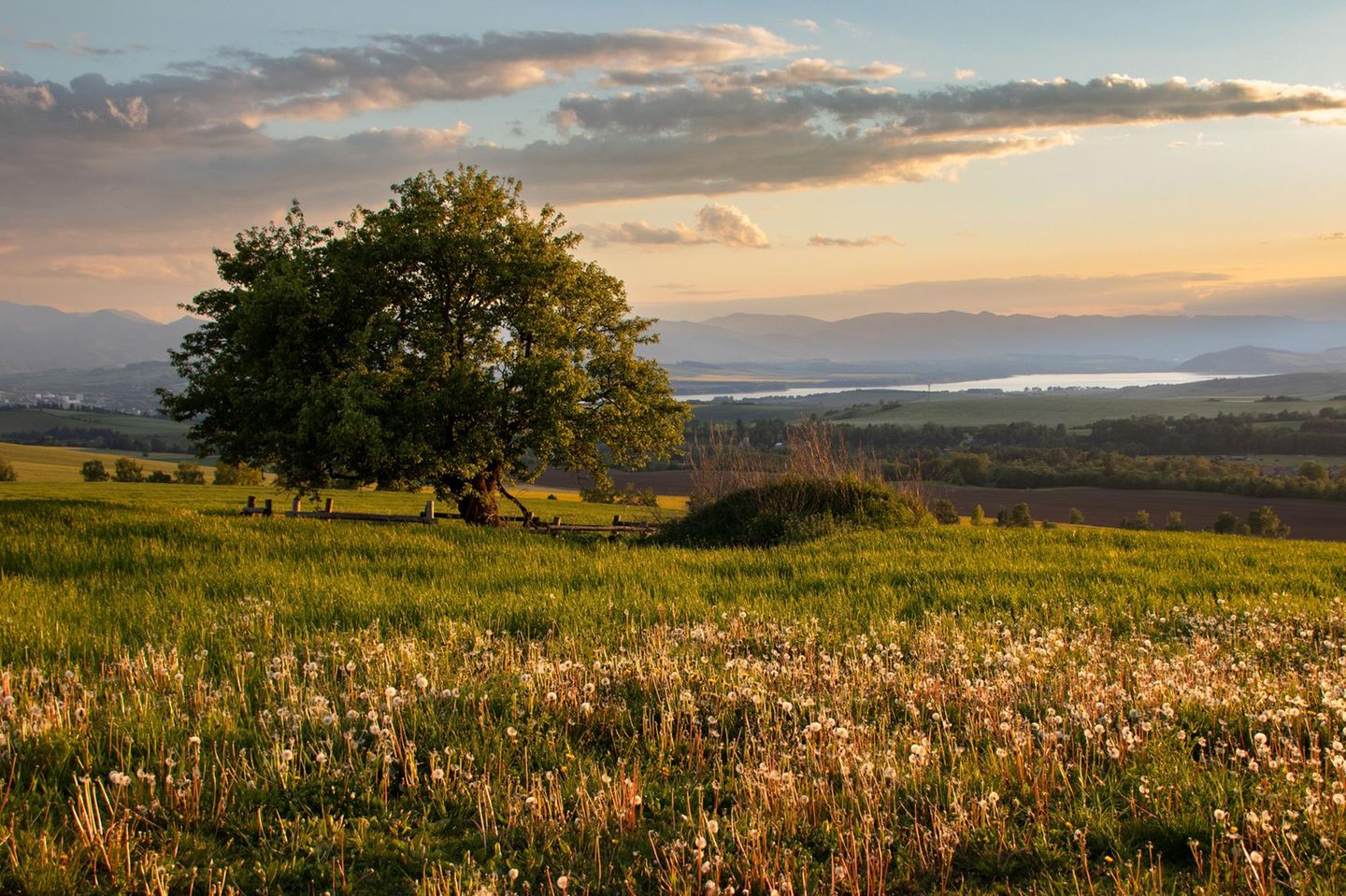 Ein Apfelbaum an einer Wiese mit Pusteblumen