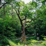 Eine grüne Eiche in Nordböhmen