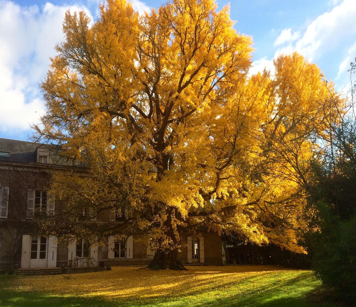 Ein Ginkgo-Baum mit oranger Blätterkrone in Frankreich