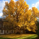 Ein Ginkgo-Baum mit oranger Blätterkrone in Frankreich