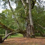 Laub unter einer vielstämmigen Linde in Lettland