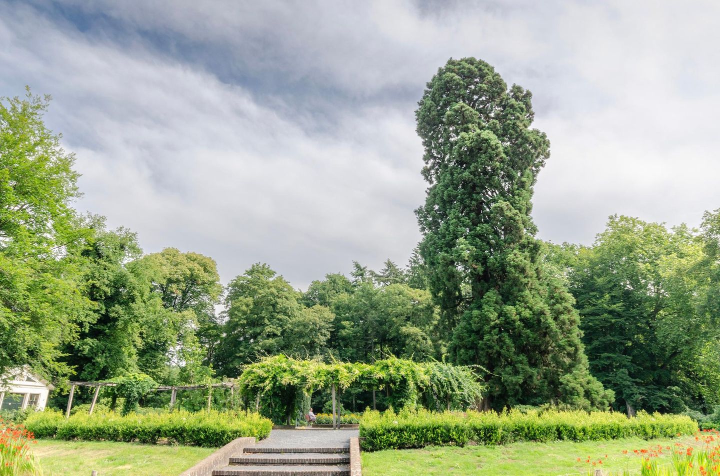 Ein Mamutbaum wächst Meter hoch über einem Park in Enschede