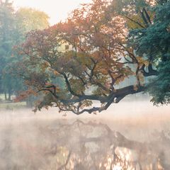 Eine Weißulme wächst waagerecht über einem Schlossgraben in Polen