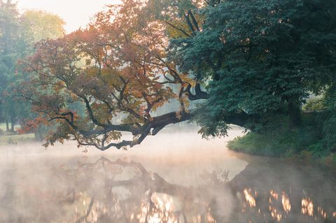 Eine Weißulme wächst waagerecht über einem Schlossgraben in Polen