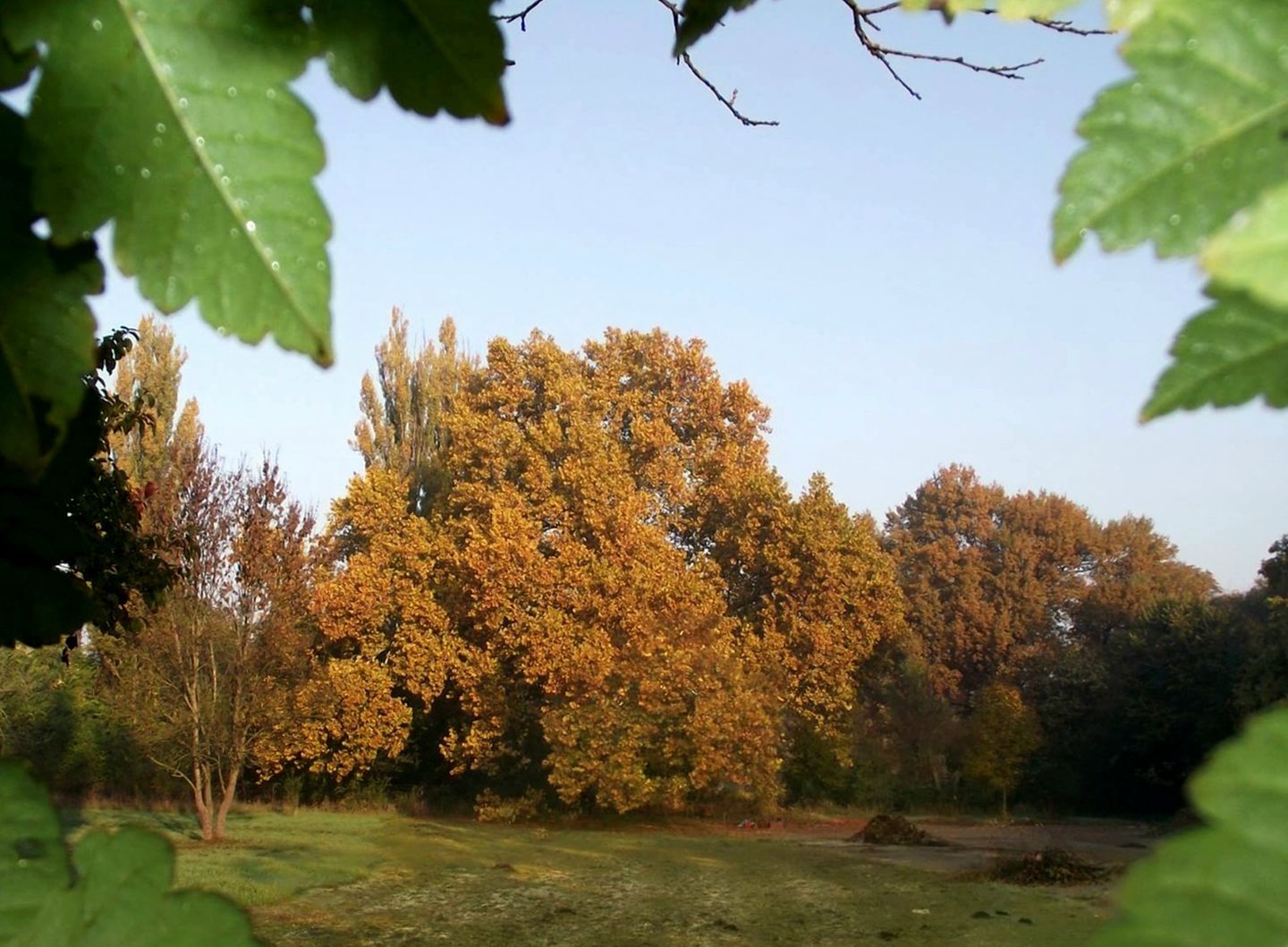 Eine Platane auf einer Wiese in Gerla, Ungarn