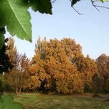 Eine Platane auf einer Wiese in Gerla, Ungarn