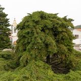 Eine hutförmige Zypresse prankt auf einem Dorfplatz in Runa, Portugal