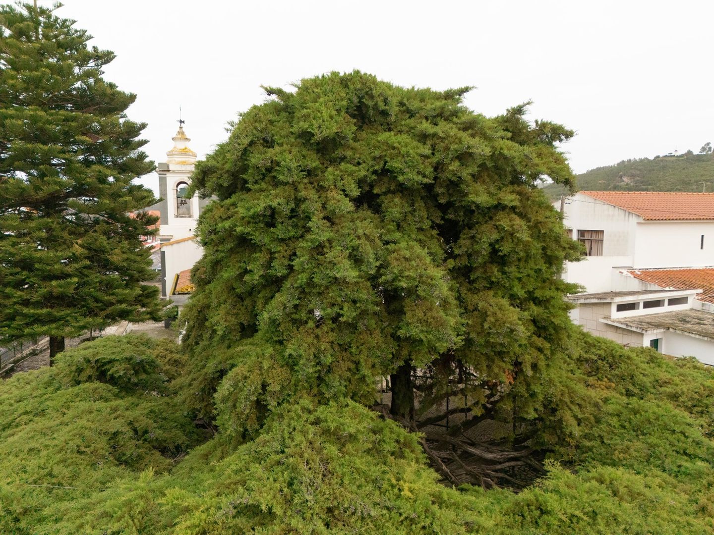 Eine hutförmige Zypresse prankt auf einem Dorfplatz in Runa, Portugal