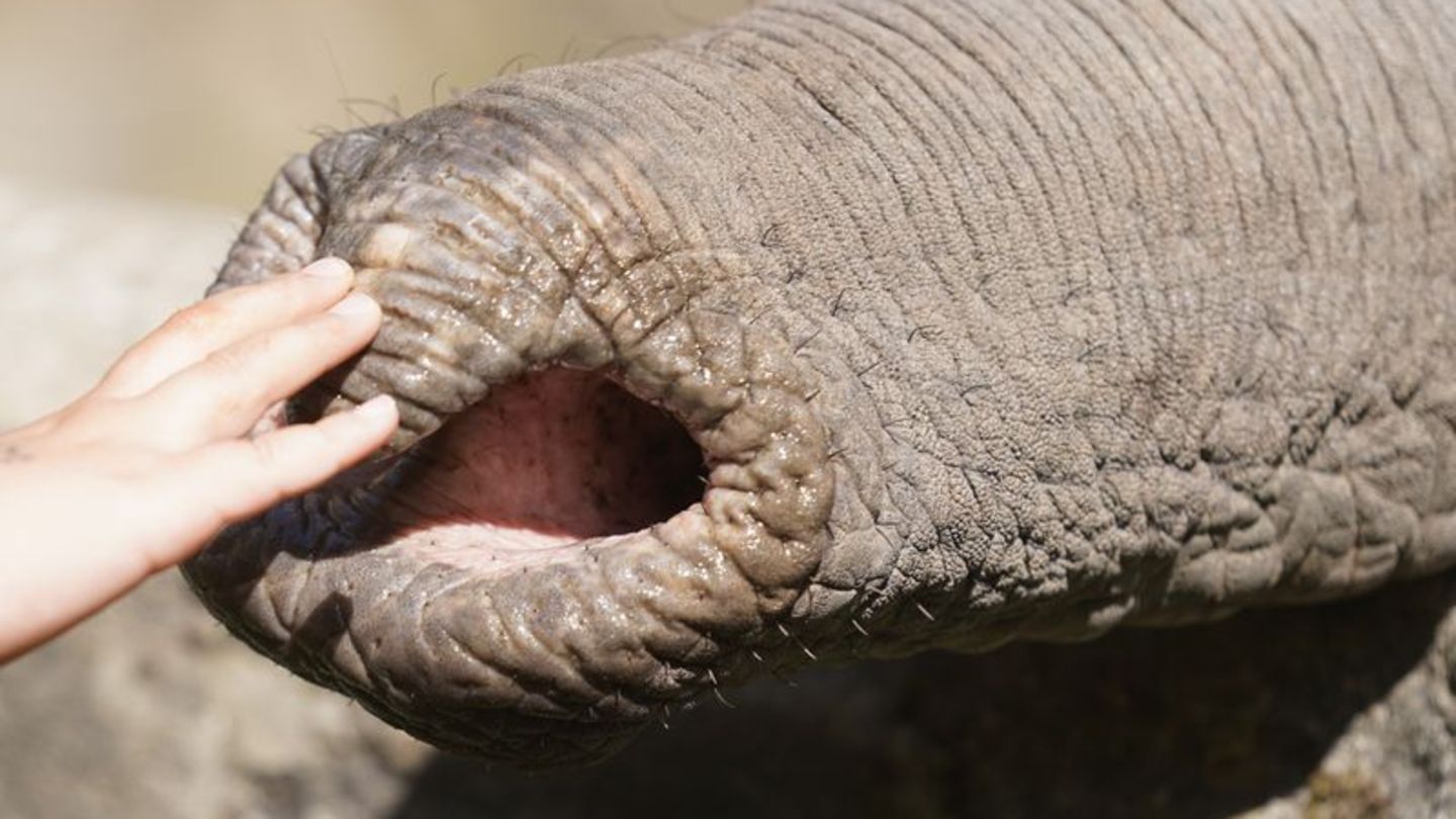 Elefanten zupfen trotz grober Statur präzise Blätter, sie schöpfen Wasser und können winzige Futterstücke ebenso aufheben wie Ba