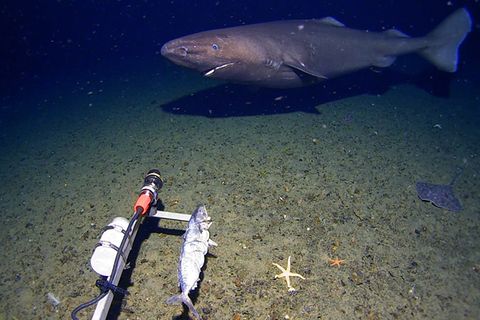 Tierbegegnungen: Faszinierendes Videomaterial: Seltene Tiefseehaie gefilmt