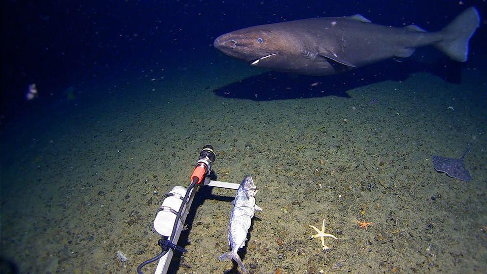 Tierbegegnungen: Faszinierendes Videomaterial: Seltene Tiefseehaie gefilmt