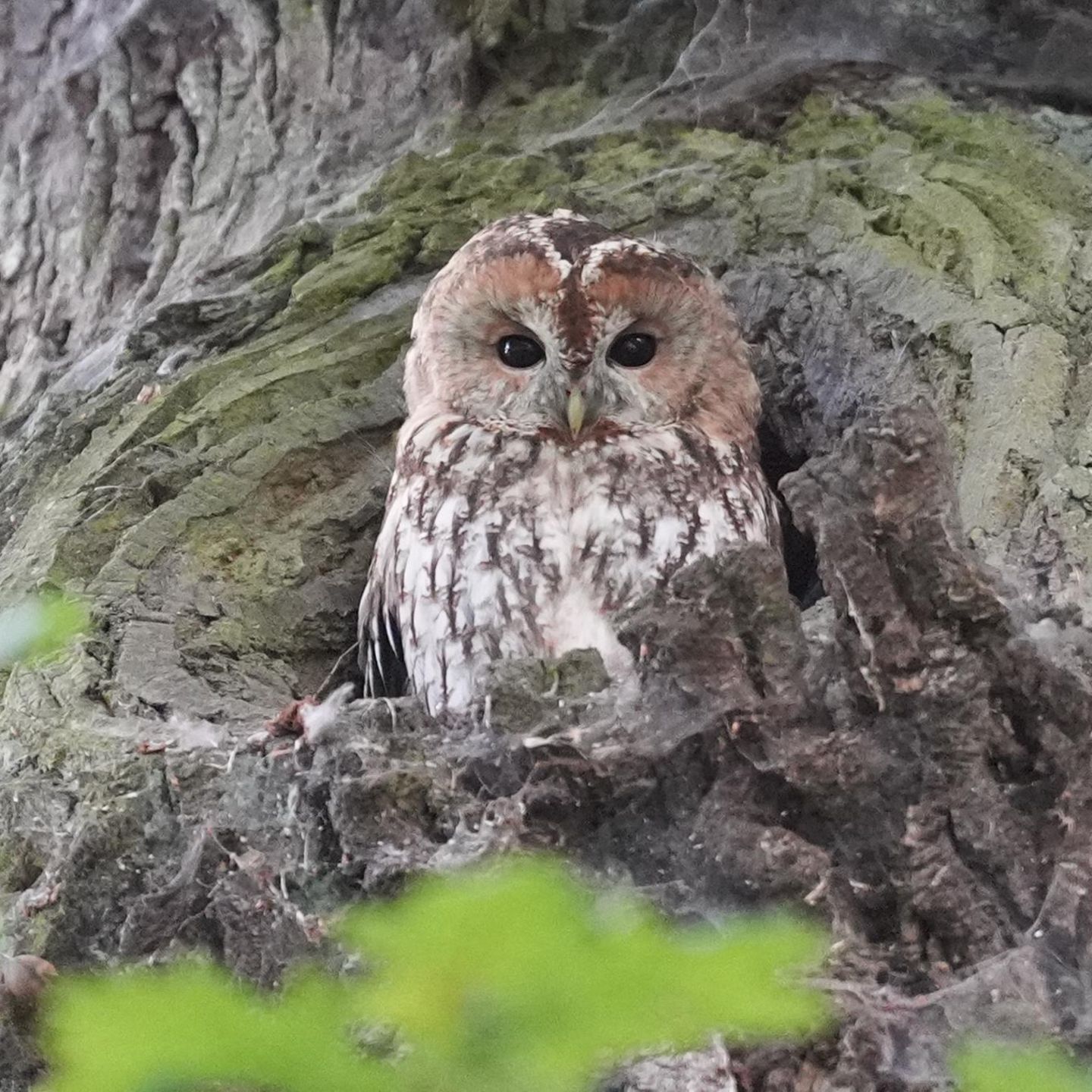 Ein Waldkauz sitzt auf einem Baum