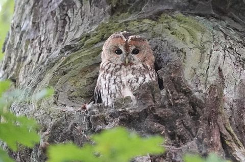 Ein Waldkauz sitzt auf einem Baum