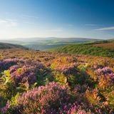 Blick auf Dunkery Beacon