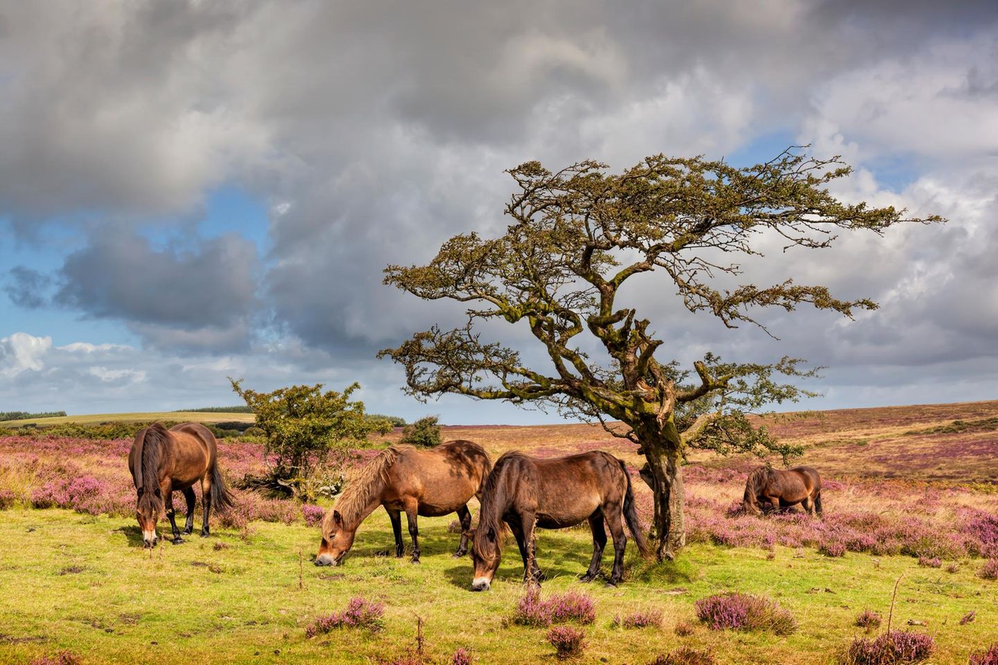 Wilde Ponys an einem Baum in Berndon, Exmoor