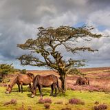 Wilde Ponys an einem Baum in Berndon, Exmoor