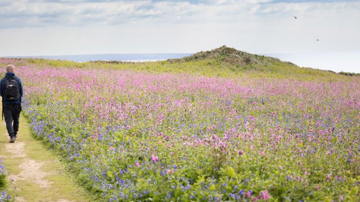 Die Insel Skomer ist ein Wanderparadies mit Meerblick. Foto: Crown Copyright (2025) Welsh Government/dpa-tmn