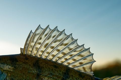 Vorläufer einer Hand? In den Rückflossen von Fischen wie diesem Europäischen Barsch steuert das Gen "Lmx1b" unter anderem die Entwicklung der hinteren Flossenstrahlen