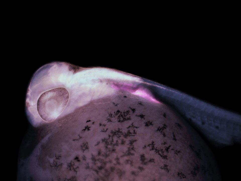Flosse in der Entwicklung: In der Floureszenzaufnahme eines Buntbarsch-Embryos zeigt der leuchtende violette Fleck, dass ein "Lmx1b"-Gen aktiv ist