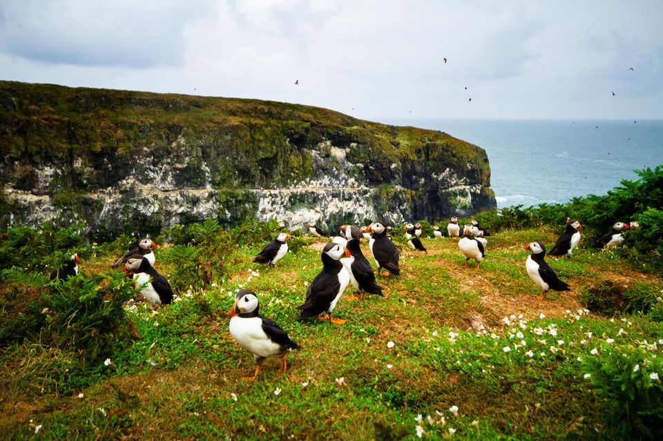 Papageientaucher auf der Insel Skomer in Wales