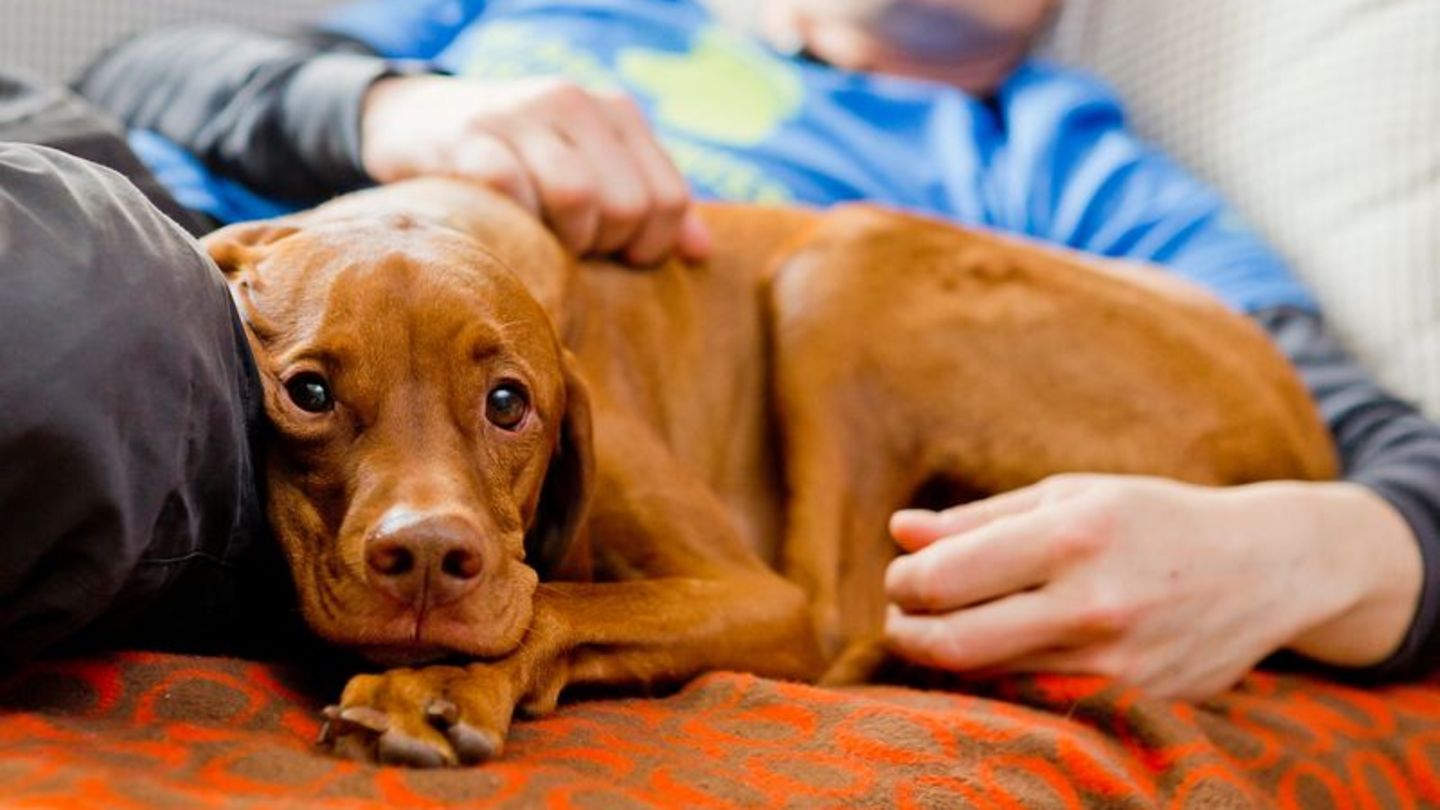 Im Kontakt mit Tieren schüttet unser Körper Oxytocin aus. Dieser Effekt kommt tiergestützten Therapien zugute. Foto: Monique Wüs
