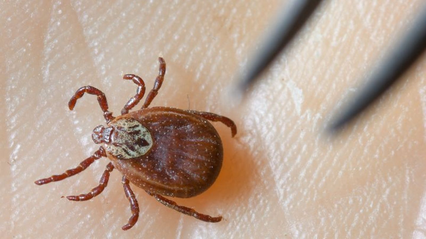 Es ist auch mit weiter steigenden Zahlen zu rechnen, warnte die Stuttgarter Parasitologin Ute Mackenstedt im Vorfeld des 8. Südd