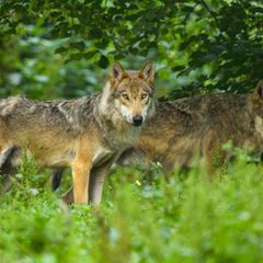 Wenn sie menschliche Stimmen hören, bleiben die meisten "urbanen" Wölfe ängstlich, wie eine aktuelle Studie zeigt