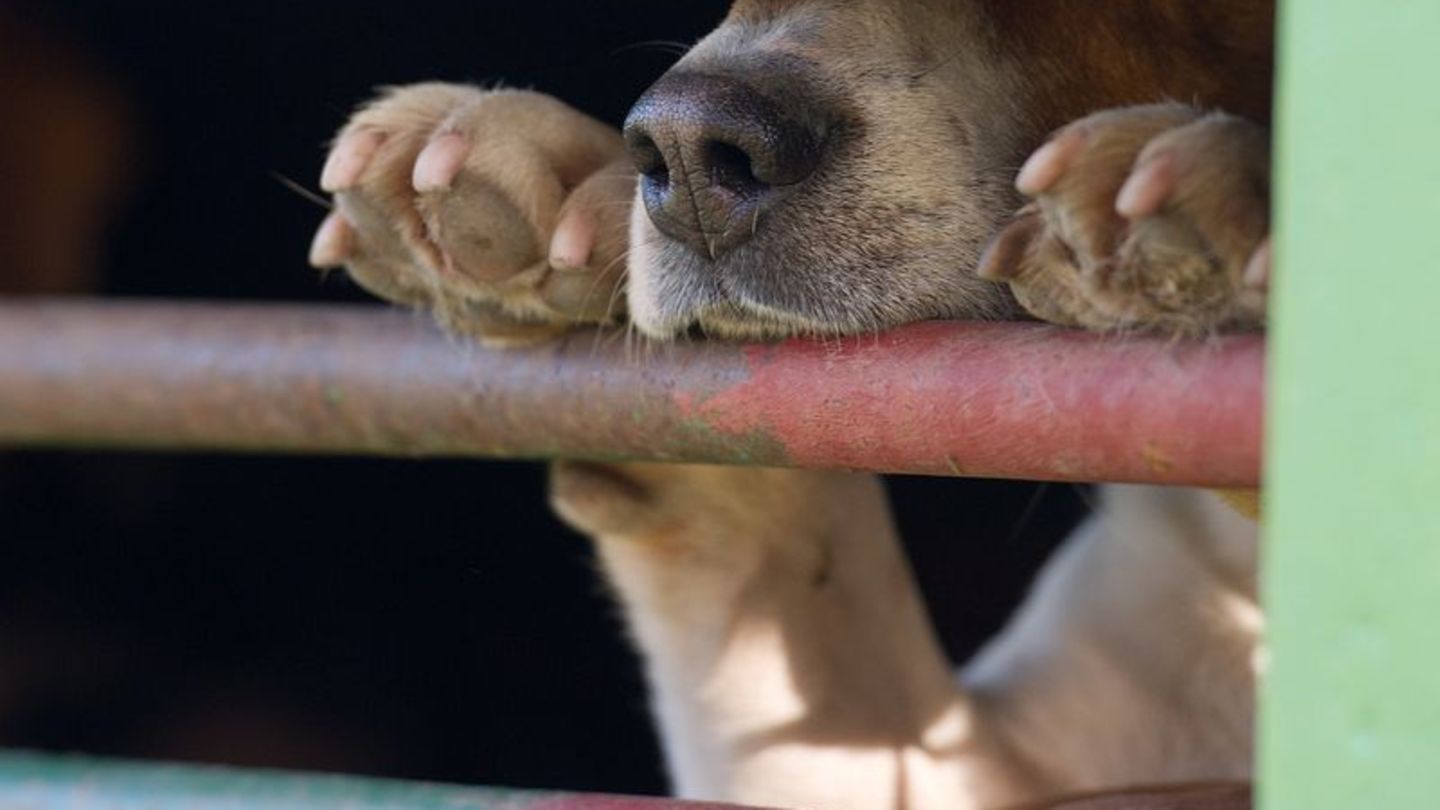 In Absprache mit dem Veterinäramt war der Hund in die Quarantänestation eines Tierheims gebracht worden. (Symbolbild) Foto: pict