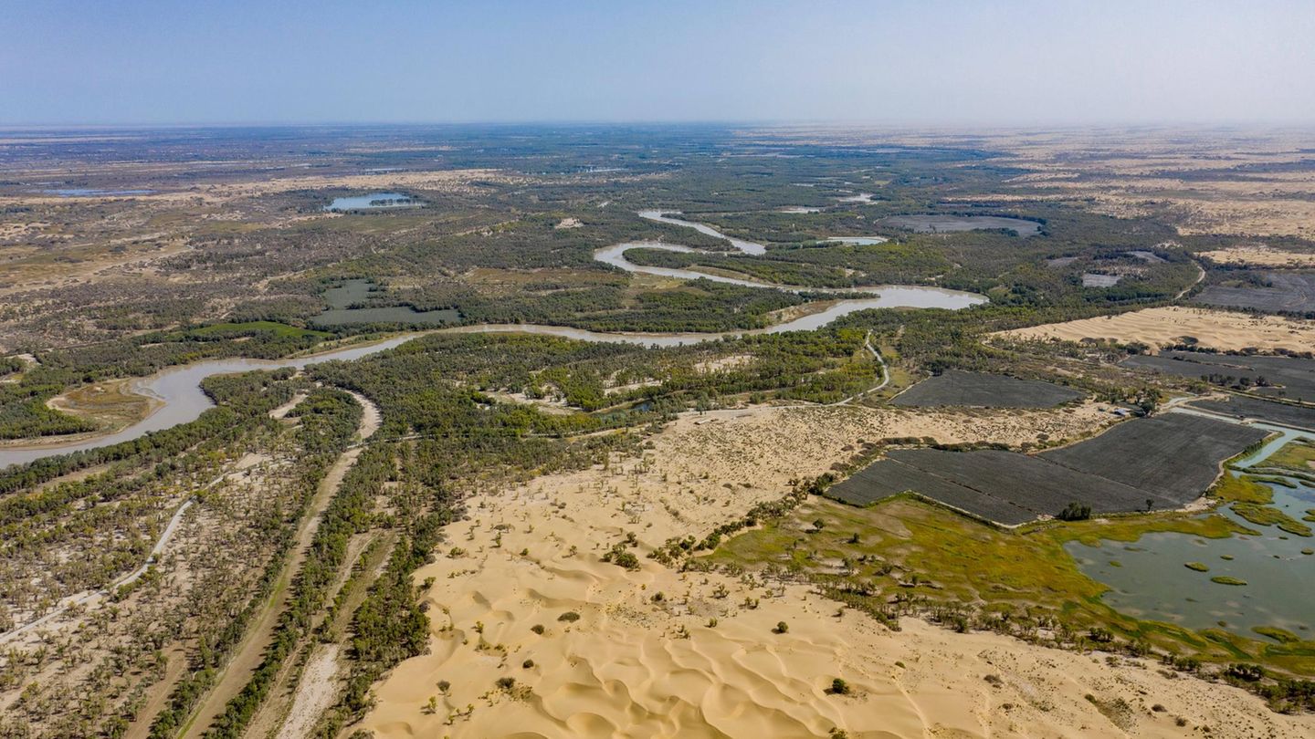 Euphrat-Pappeln säumen den Tarim-Fluss im Norden der Wüste Taklamakan. Mit einem Einzugsgebiet von mehr als einer Million Quadratkilometern ist der Wasserlauf der längste Binnenfluss Chinas. Durch Verdunstung, Versickerung und landwirtschaftliche Nutzung endet er nach mehr als 2000 Kilometern im Osten der Wüste