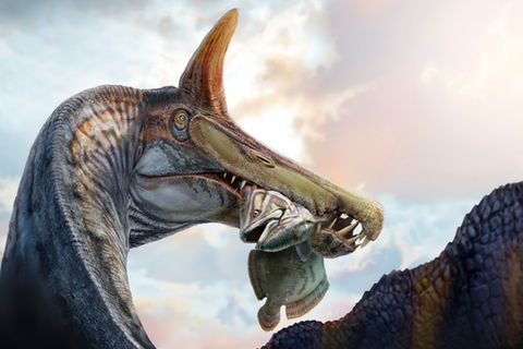 Spinosaurus mirabilis beim Verzehr eines Quastenflossers